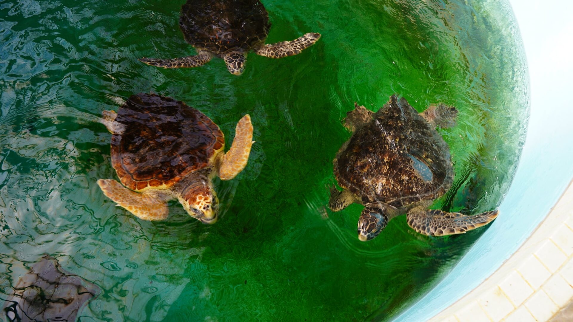 紀宝町のウミガメ