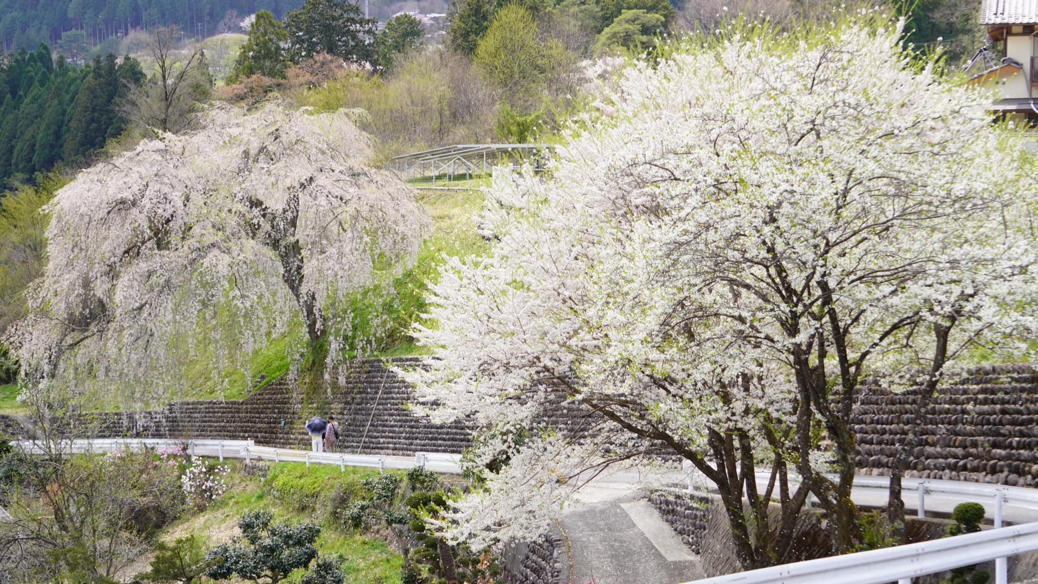 岩太郎のしだれ桜