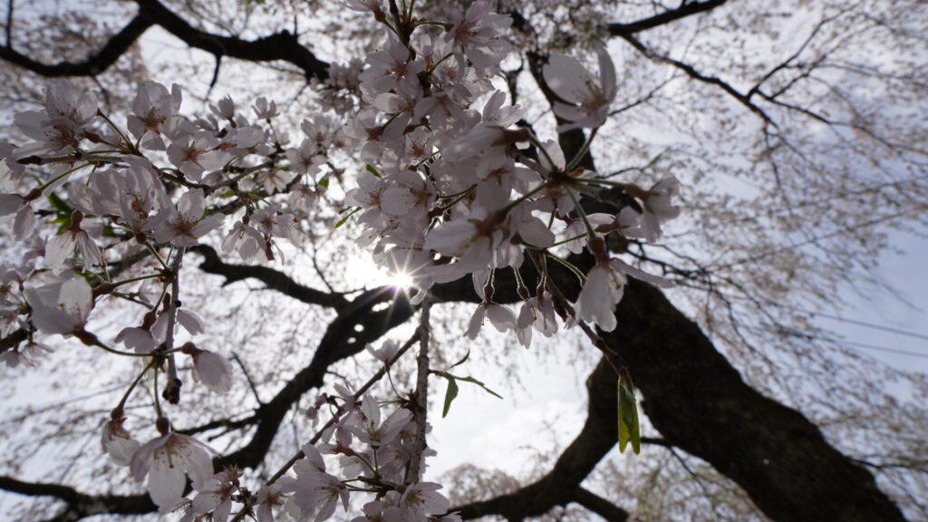 岩太郎のしだれ桜