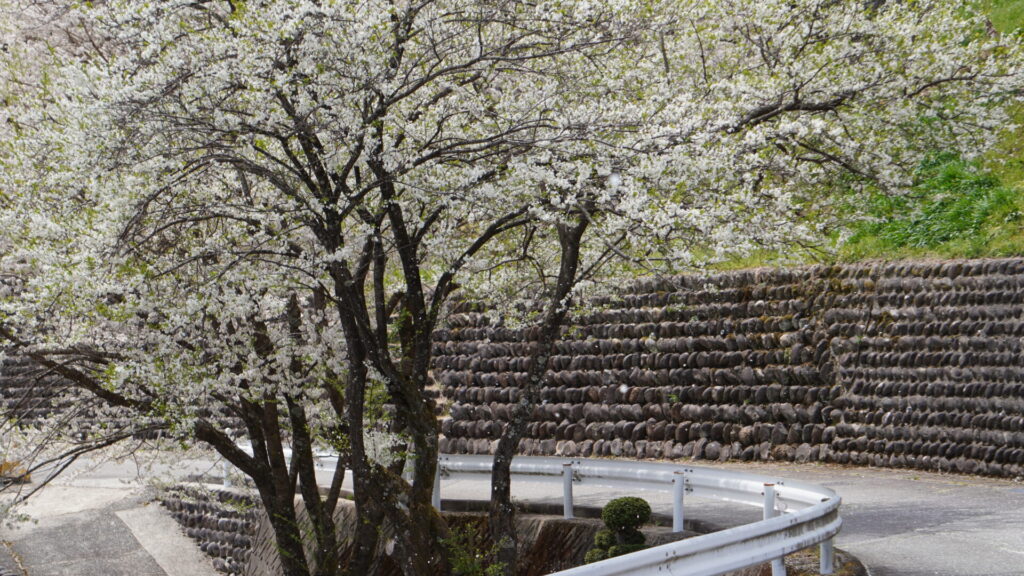 下呂市の桜