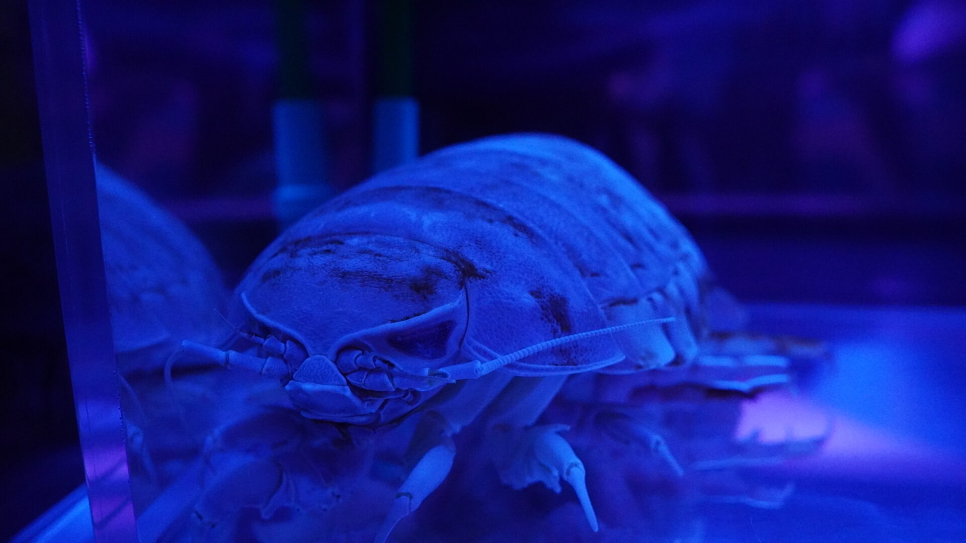 ダイオウグソクムシ