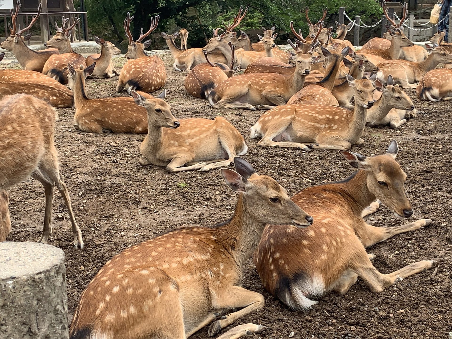 奈良でプチジャズコンサート