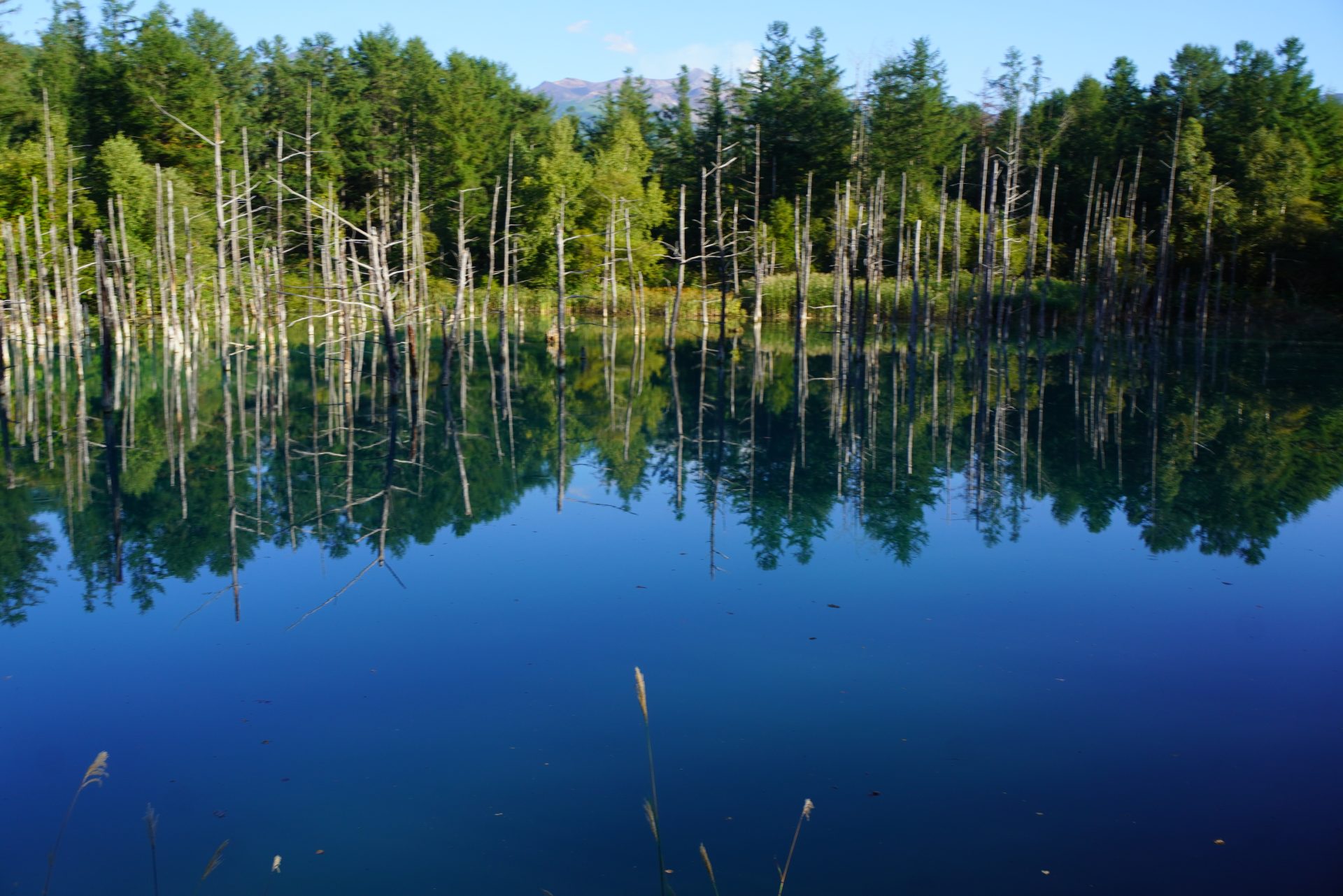 青い池